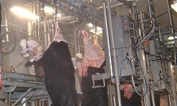 食肉工場3.jpg